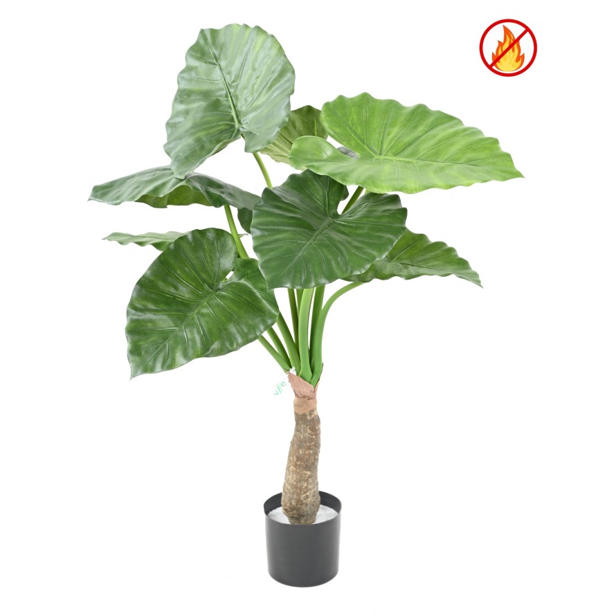 ALOCASIA CALIDORA FR - Fire Resistant