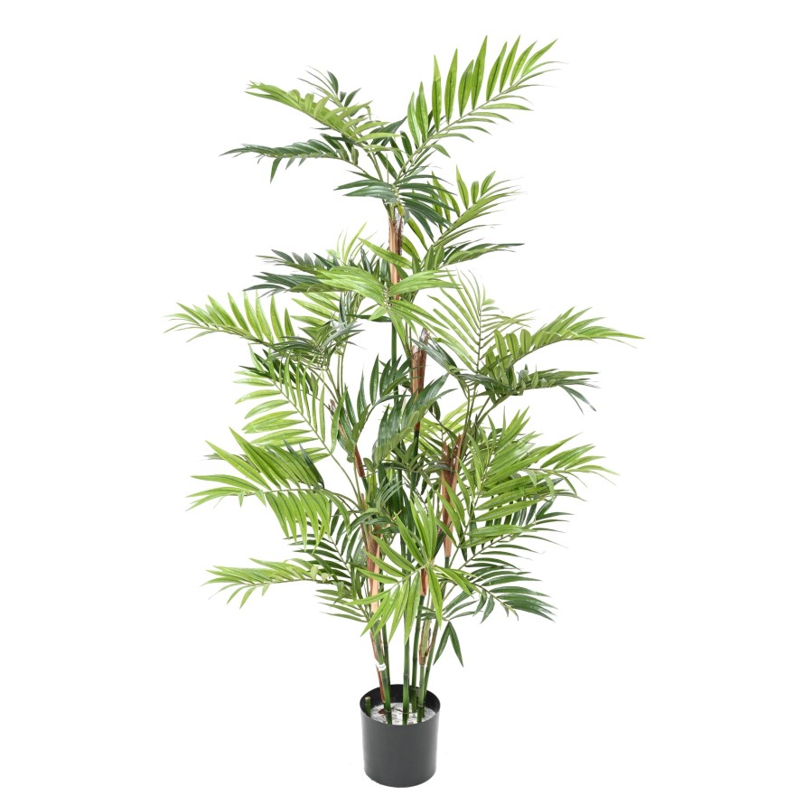 PARLOUR PALM