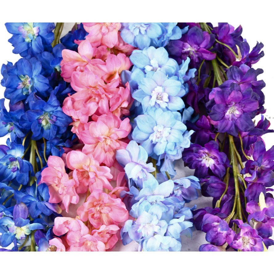 DELPHINIUM