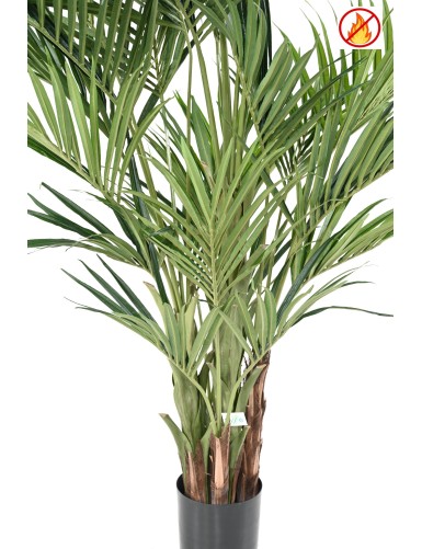 KENTIA ROYAL FR - Fire Resistant