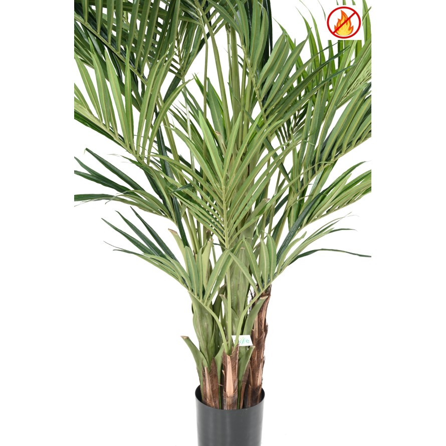 KENTIA ROYAL FR - Fire Resistant