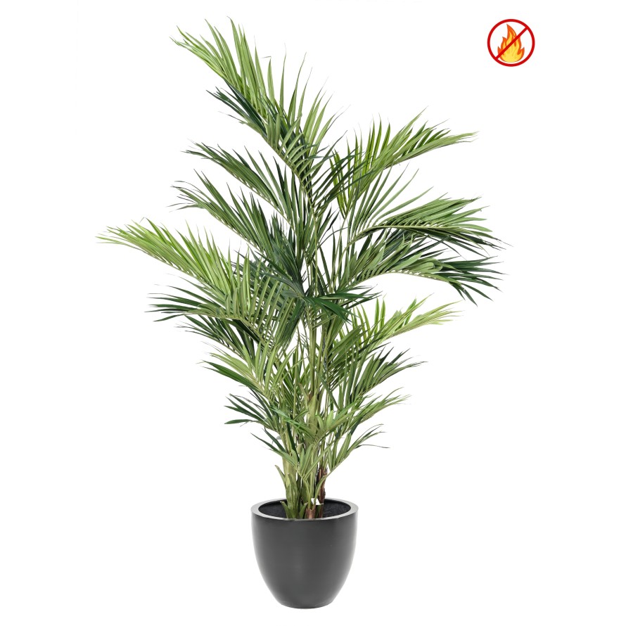 KENTIA ROYAL FR - Fire Resistant