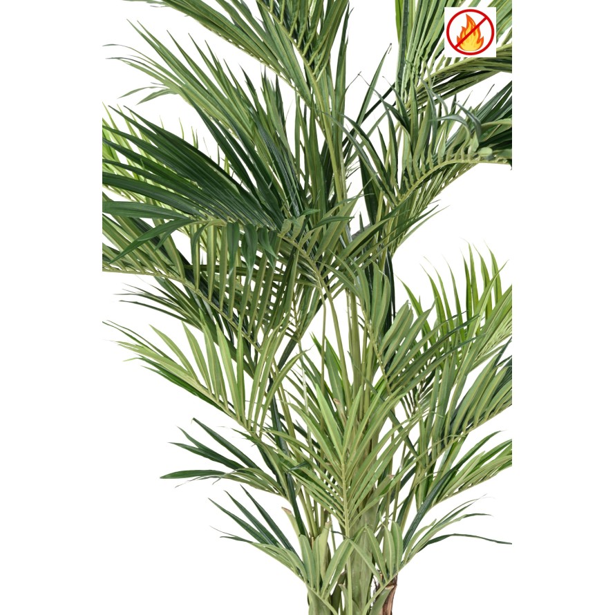 KENTIA ROYAL FR - Fire Resistant