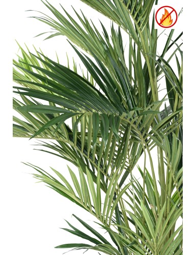 KENTIA ROYAL FR - Fire Resistant