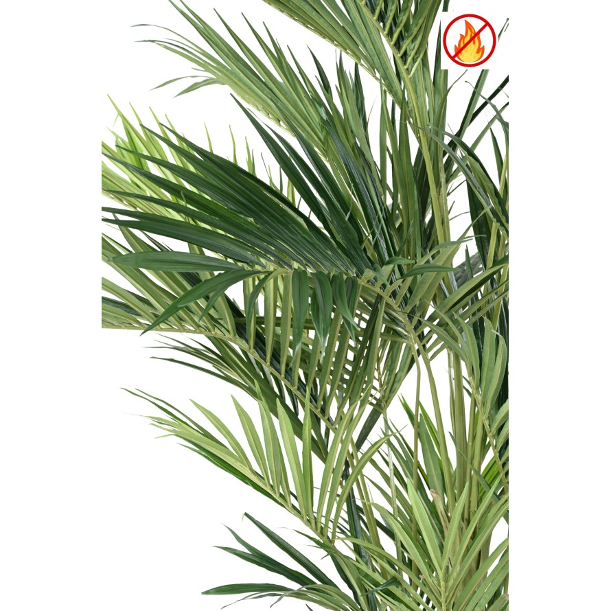 KENTIA ROYAL FR - Fire Resistant