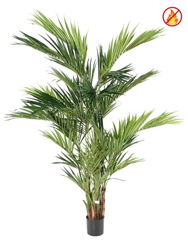 KENTIA ROYAL FR - Fire Resistant