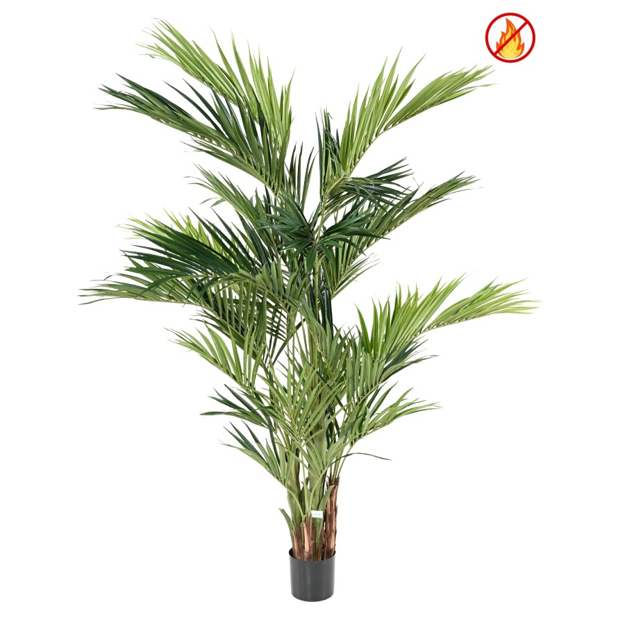 KENTIA ROYAL FR - Fire Resistant