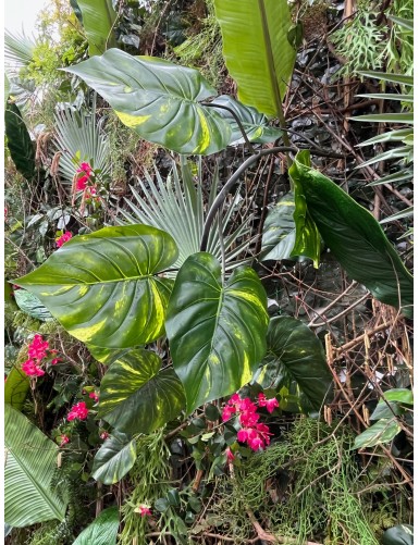 GIANT POTHOS GARLAND