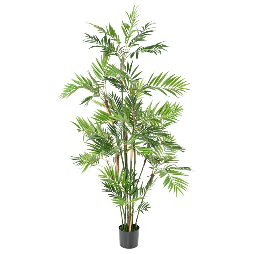 PARLOUR PALM