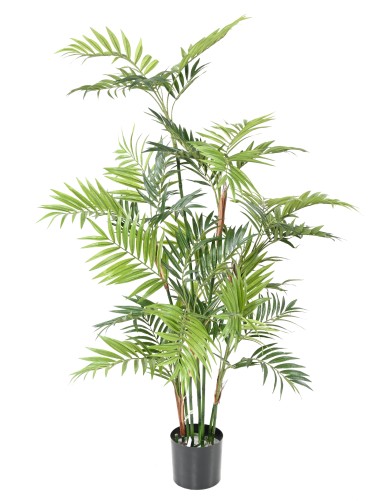 PARLOUR PALM