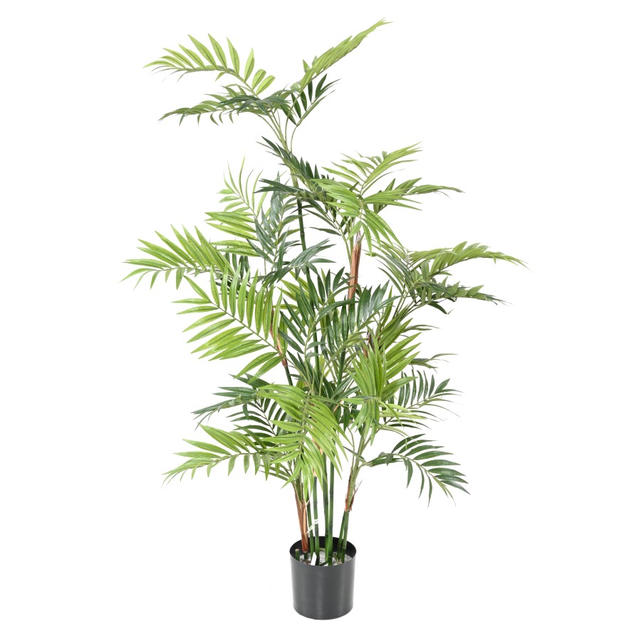 PARLOUR PALM