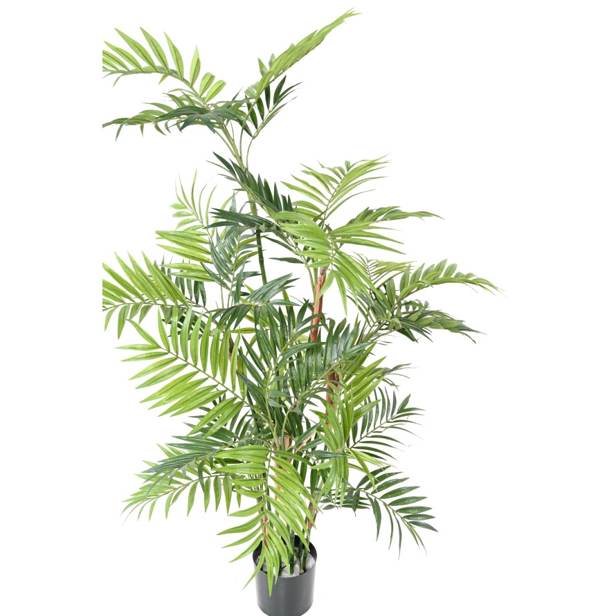 PARLOUR PALM