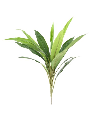 DRACAENA CORDYLINE