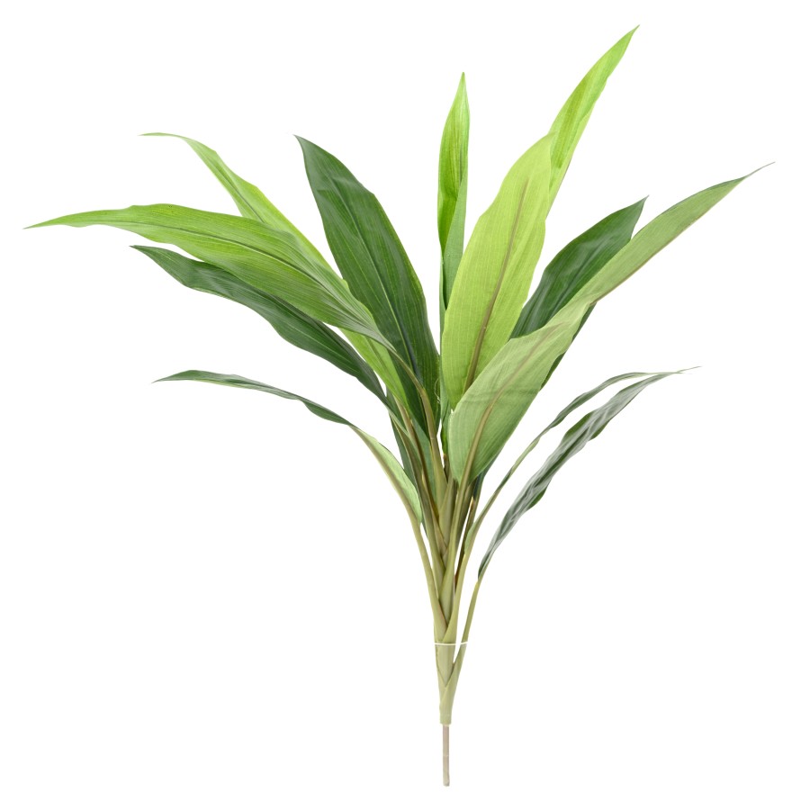 DRACAENA CORDYLINE