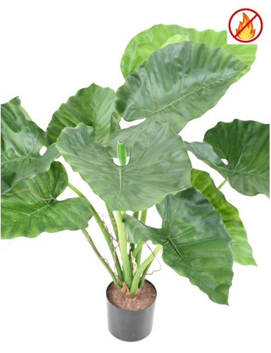 ALOCASIA CALIDORA FR - Fire Resistant