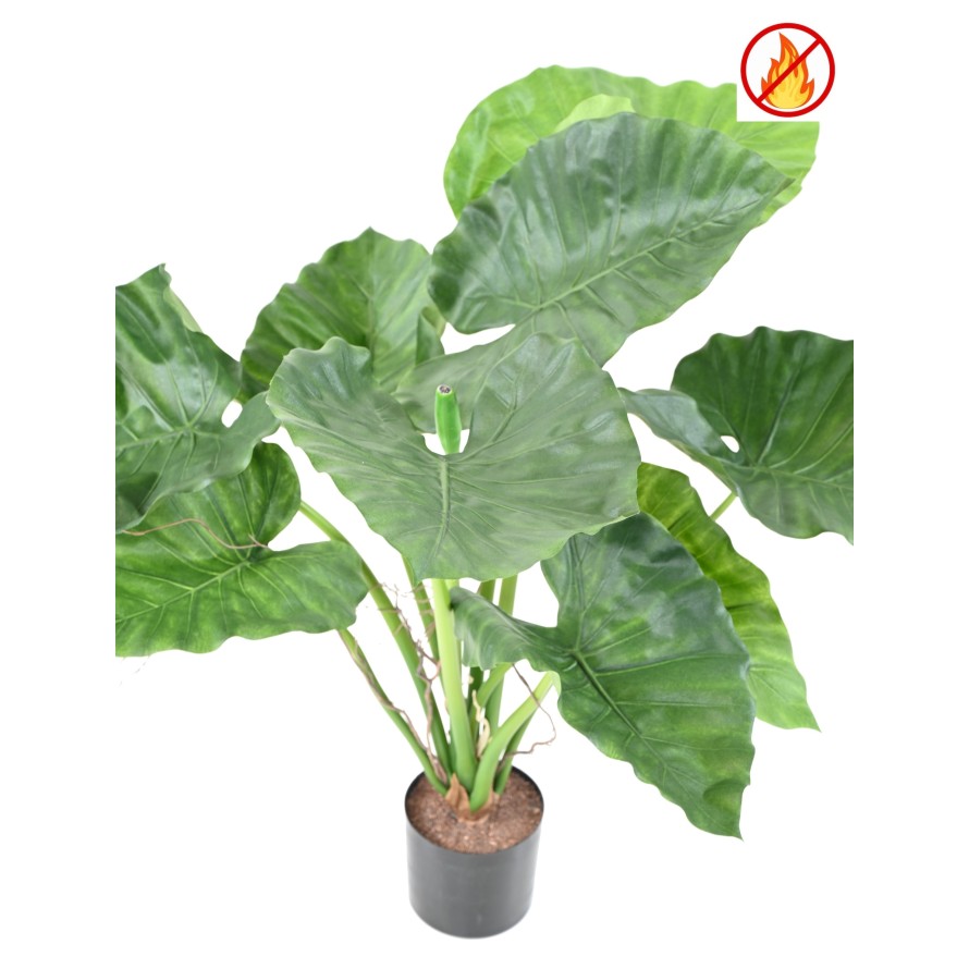 ALOCASIA CALIDORA FR - Fire Resistant