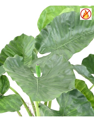 ALOCASIA CALIDORA FR - Fire Resistant