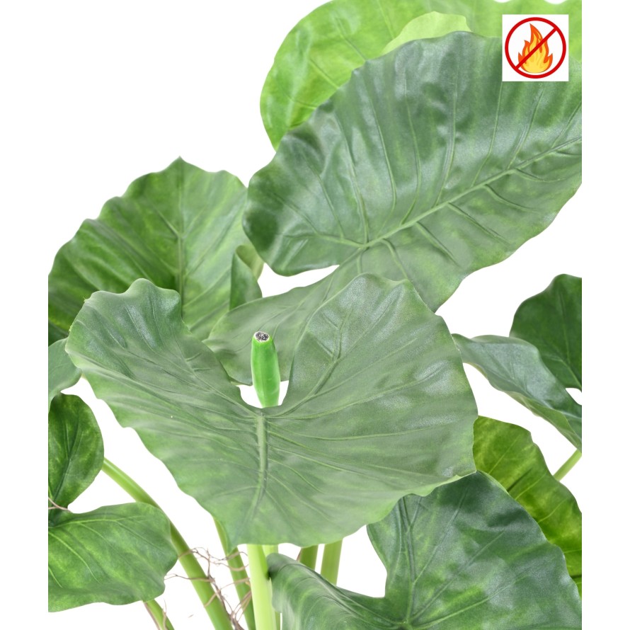 ALOCASIA CALIDORA FR - Fire Resistant