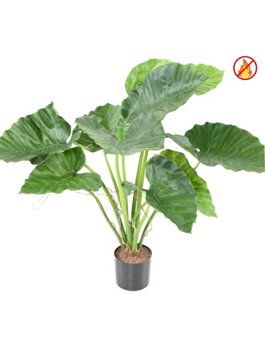 ALOCASIA CALIDORA FR - Fire Resistant