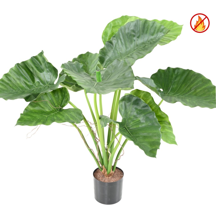 ALOCASIA CALIDORA FR - Fire Resistant