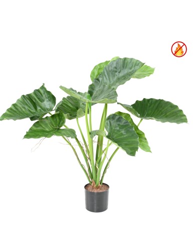 ALOCASIA CALIDORA FR - Fire Resistant