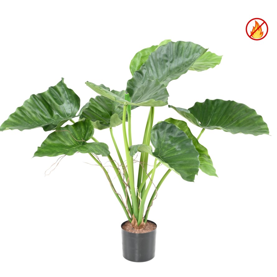 ALOCASIA CALIDORA FR - Fire Resistant