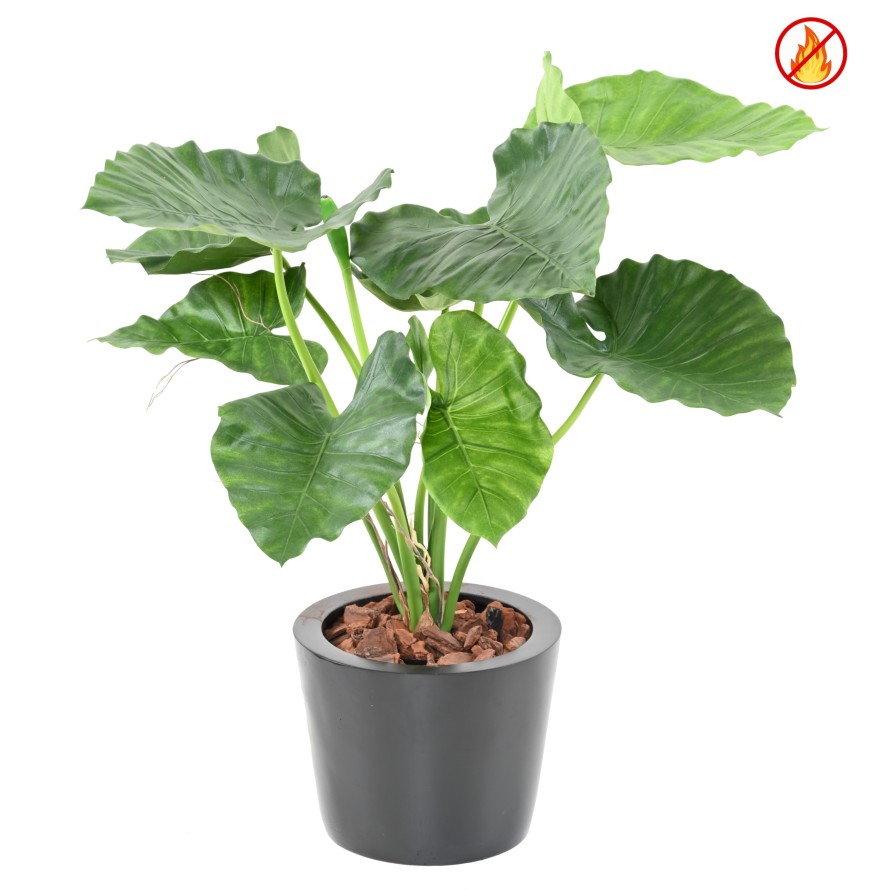 ALOCASIA CALIDORA FR - Fire Resistant