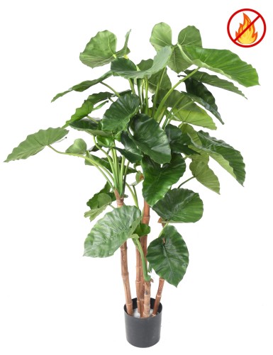 ALOCASIA CALIDORA TB FR -...