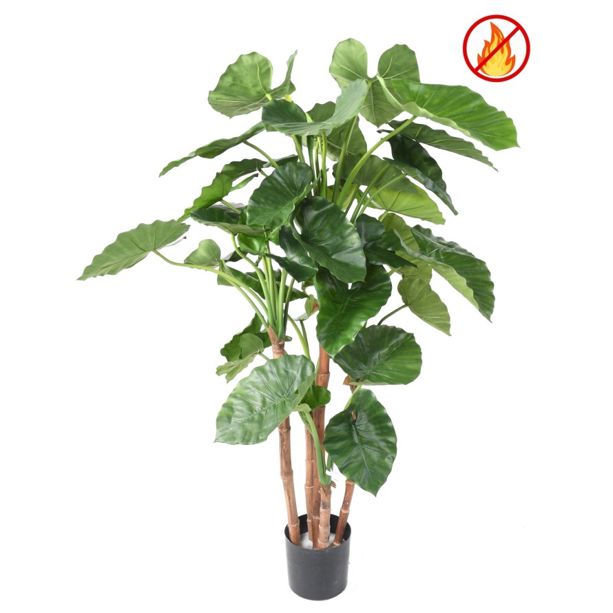 ALOCASIA CALIDORA TB FR - Fire Resistant