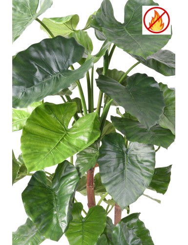 ALOCASIA CALIDORA TB FR - Fire Resistant