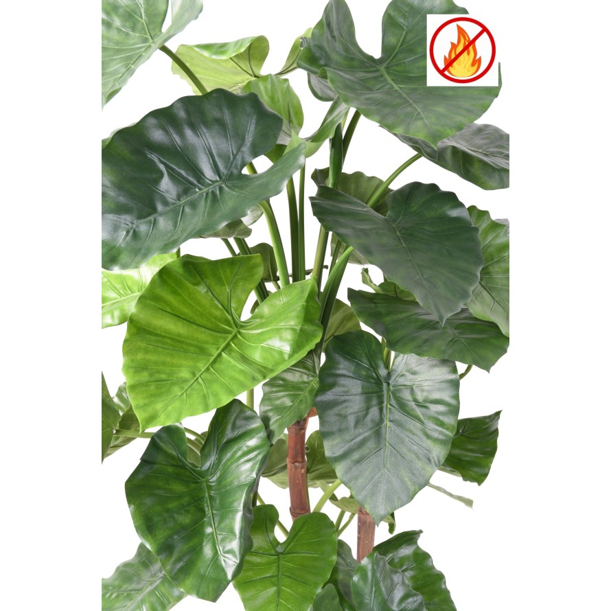 ALOCASIA CALIDORA TB FR - Fire Resistant