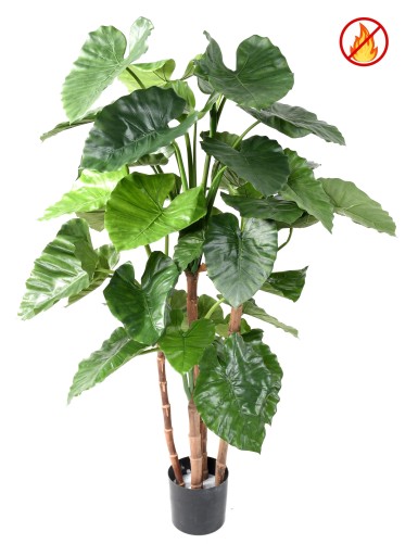 ALOCASIA CALIDORA TB FR - Fire Resistant