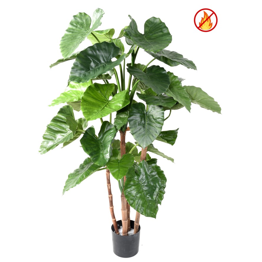 ALOCASIA CALIDORA TB FR - Fire Resistant