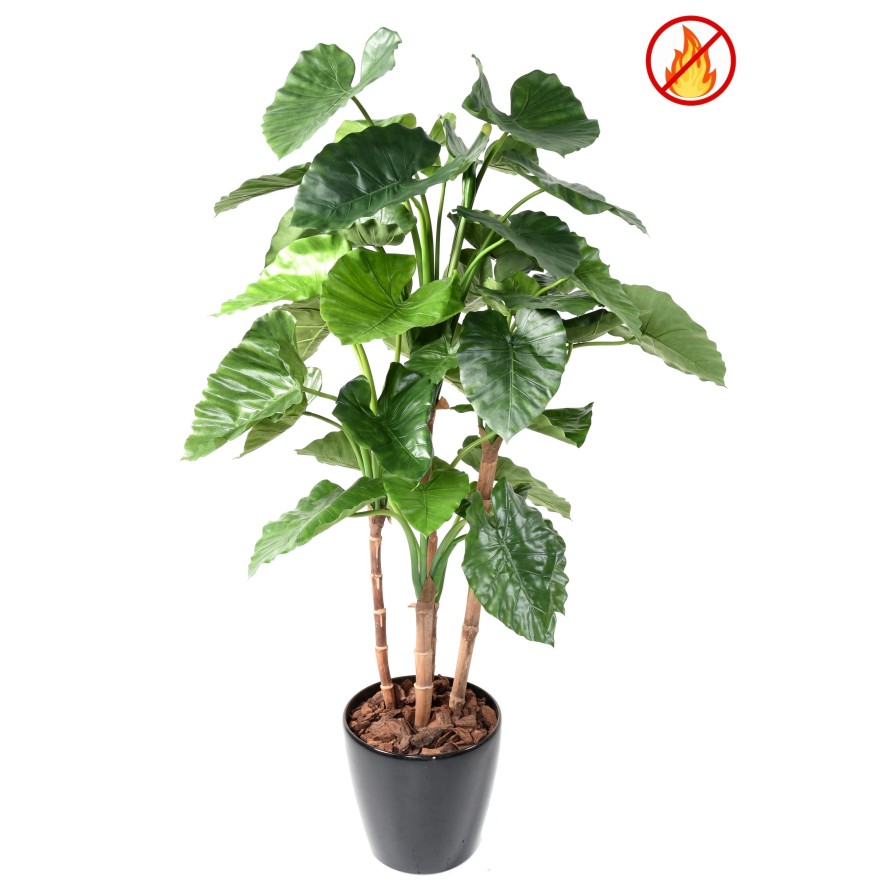 ALOCASIA CALIDORA TB FR - Fire Resistant