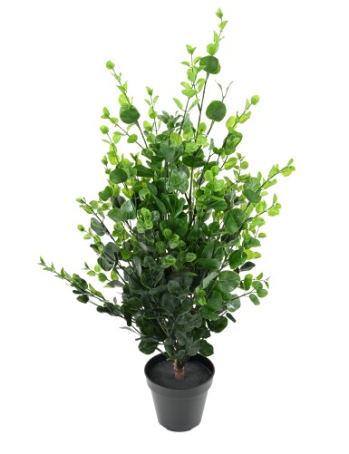 EUCALYPTUS BUISSON 90