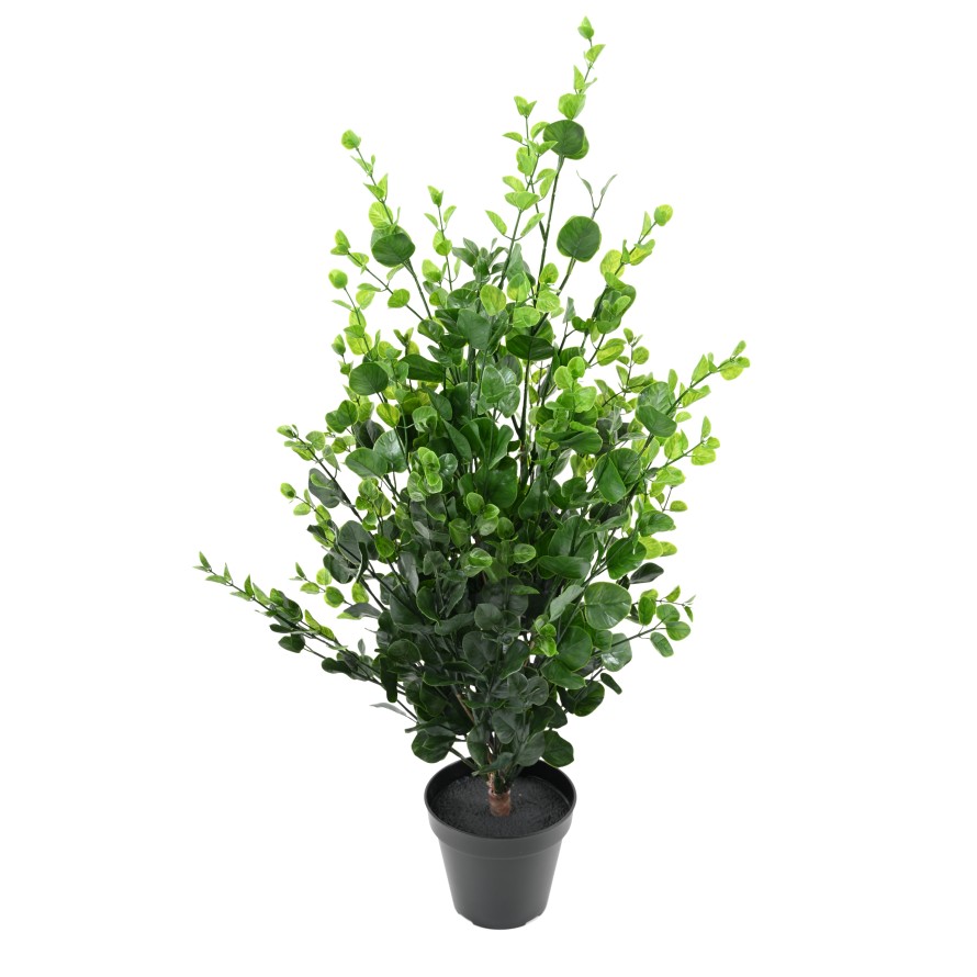 EUCALYPTUS BUISSON 90