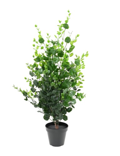 EUCALYPTUS BUISSON 90