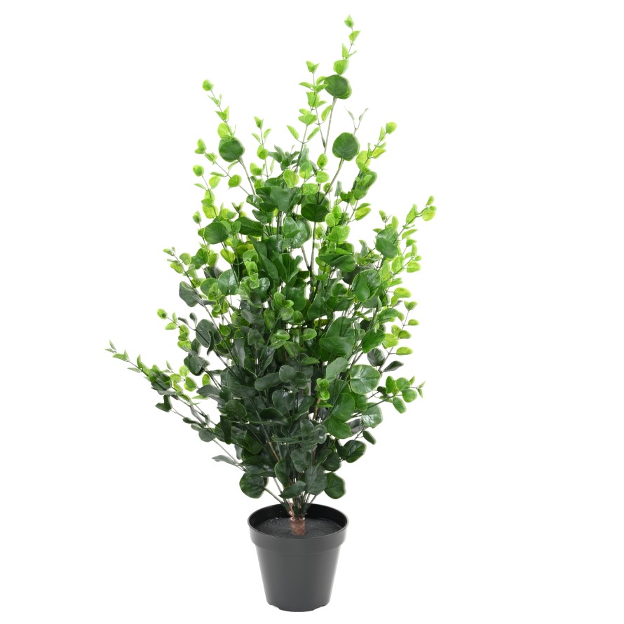 EUCALYPTUS BUISSON 90