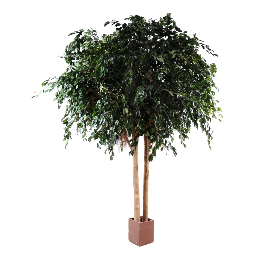 FICUS EXOTICA GEANT