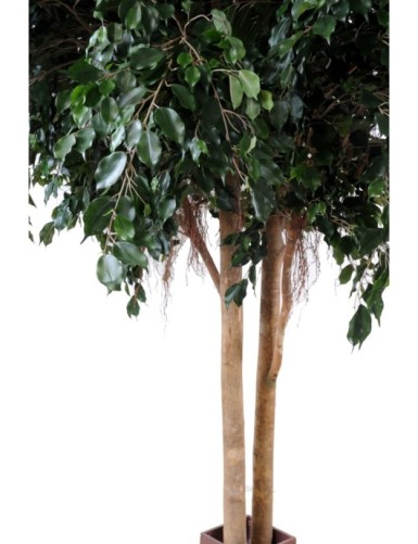 FICUS EXOTICA GEANT