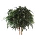 FICUS EXOTICA GEANT