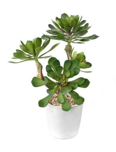 POTTED SUCCULENT 30