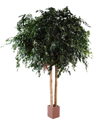 FICUS EXOTICA GEANT