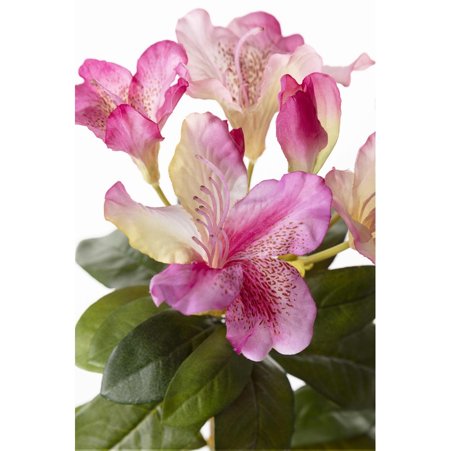 RHODODENDRON