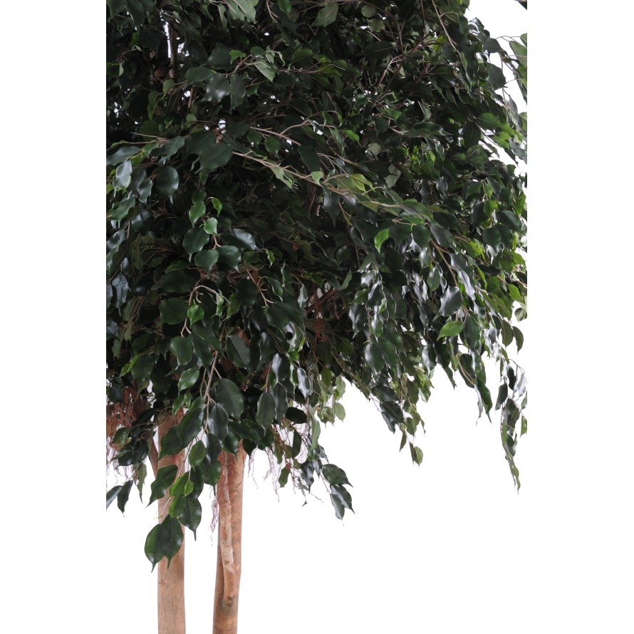 FICUS EXOTICA GEANT