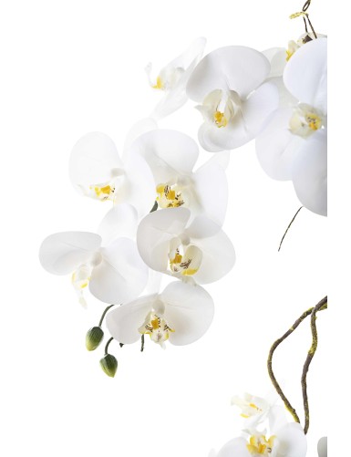 COMPOSITION PHALAENOPSIS