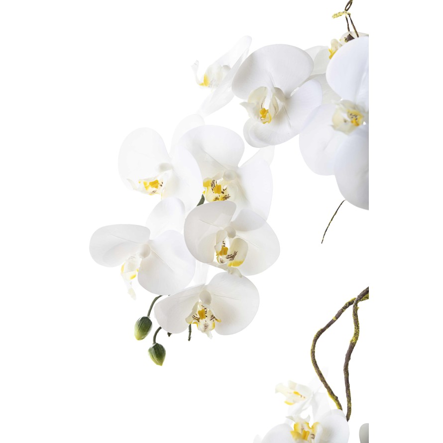 COMPOSITION PHALAENOPSIS