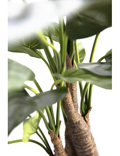 ALOCASIA CUCULLATA 3 HEADS