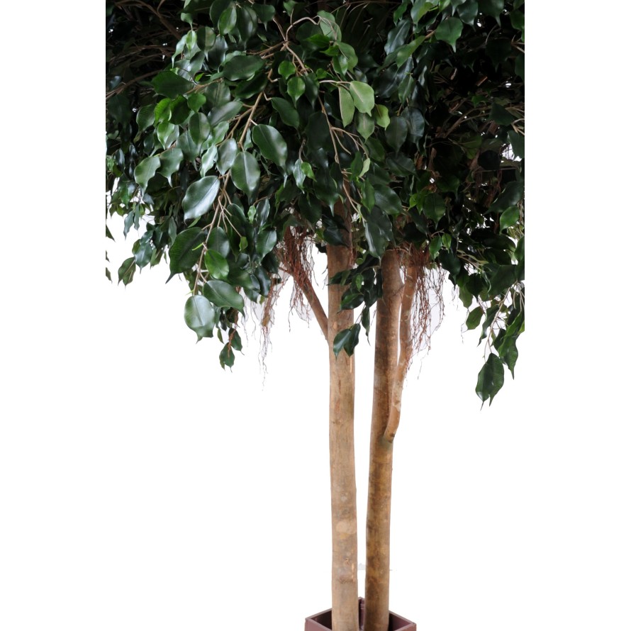 FICUS EXOTICA GEANT