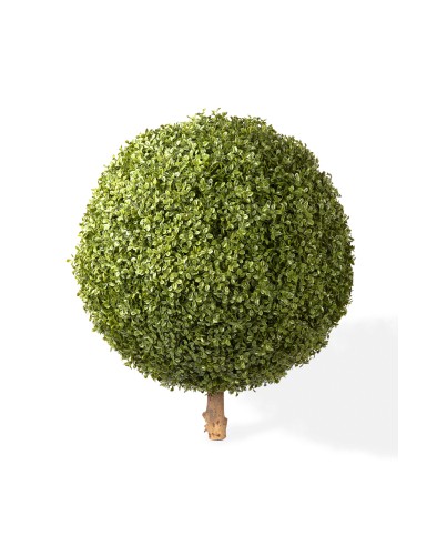 BOXWOOD BALL STK (net promo)